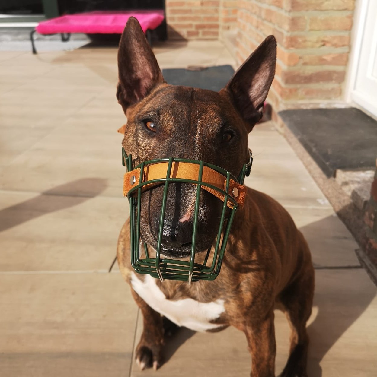 Maulkorb Testpaket für Miniature Bullterrier und Bullterrier