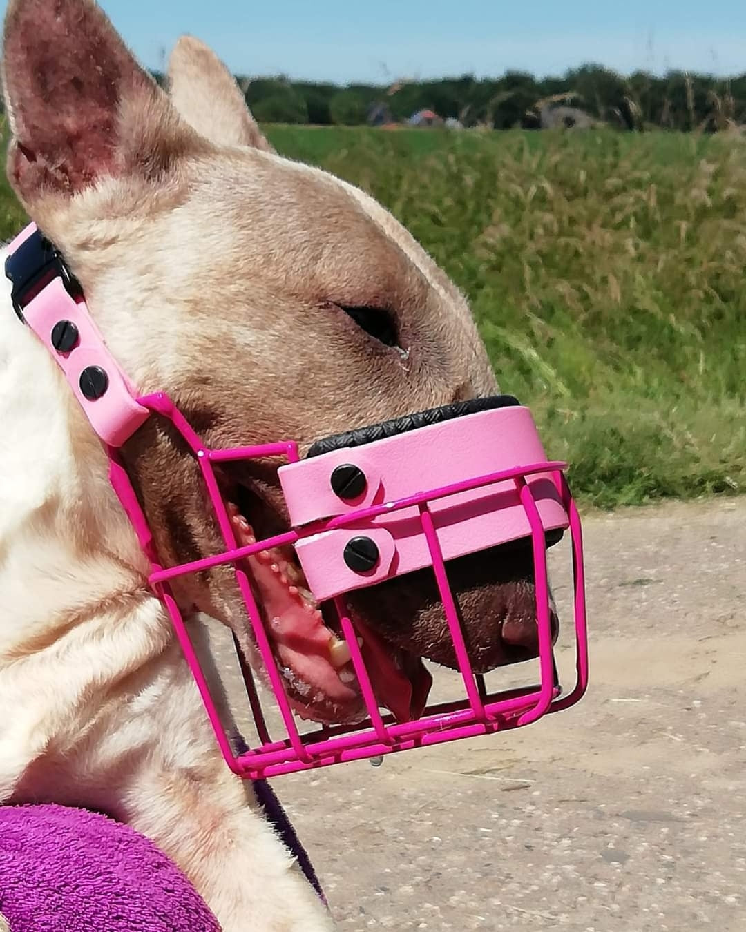Maulkorb Testpaket für Miniature Bullterrier und Bullterrier