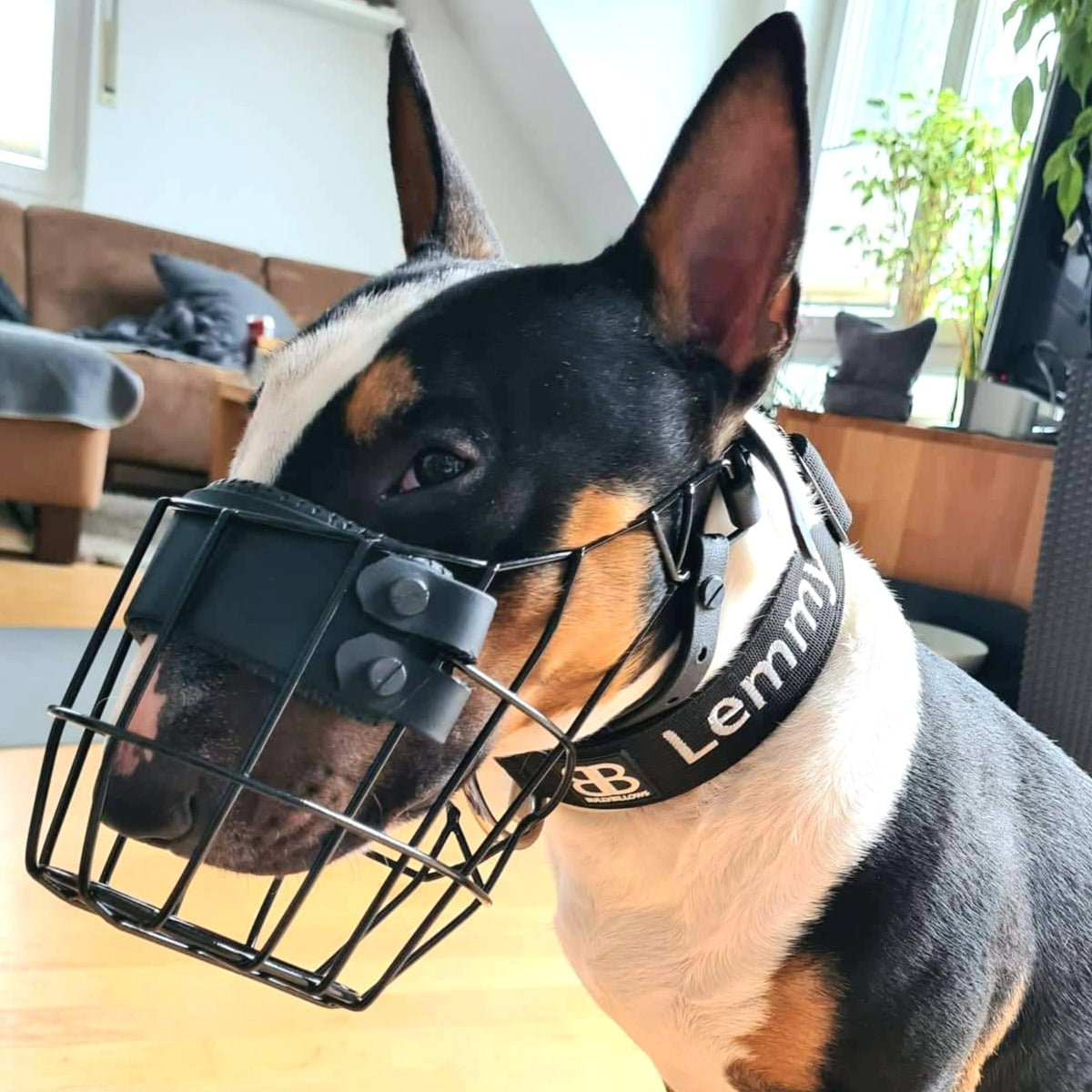 Maulkorb Testpaket für Miniature Bullterrier und Bullterrier
