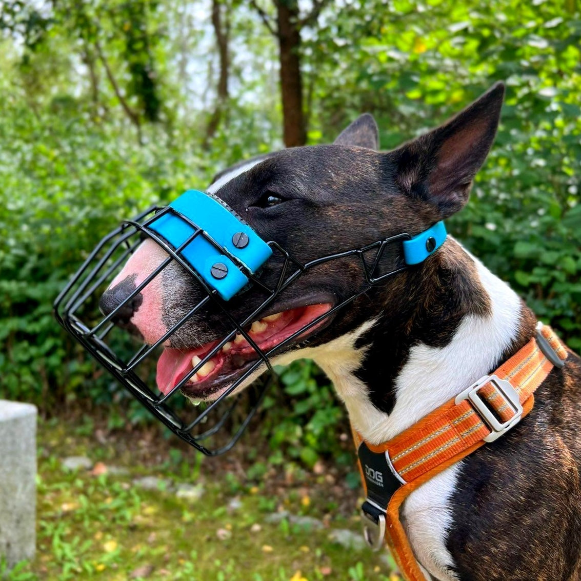 Maulkorb Testpaket für Miniature Bullterrier und Bullterrier