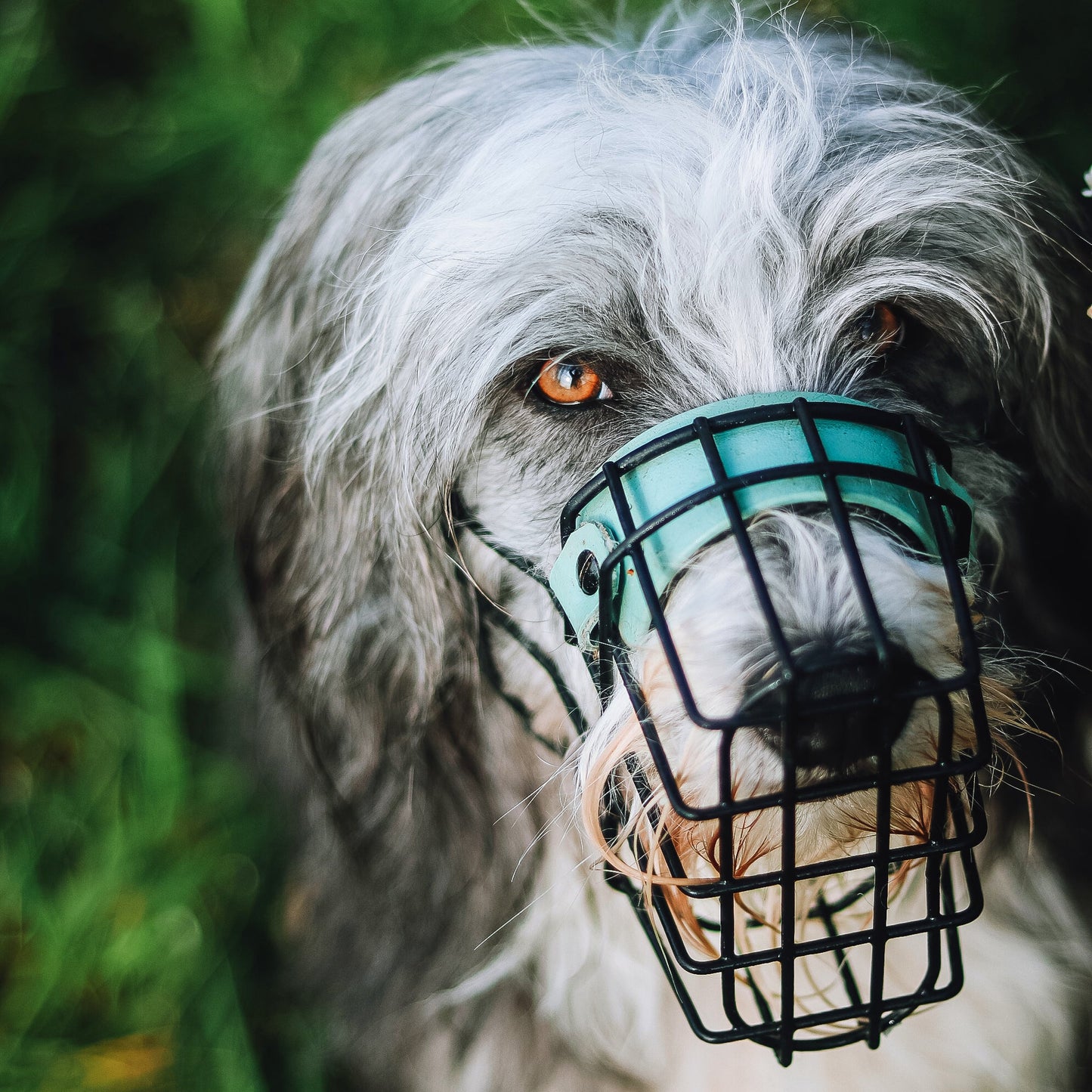 MF Hütehund 1 *ausverkauft*