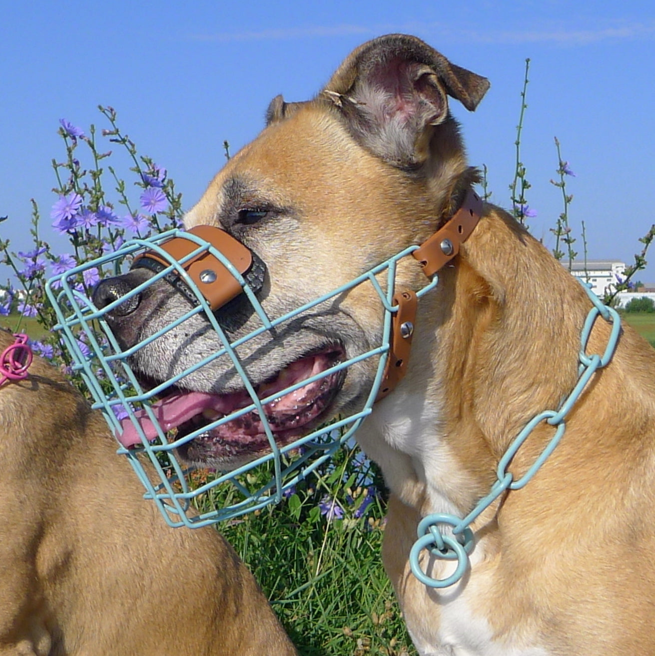 MF Staffy 1 *ausverkauft*