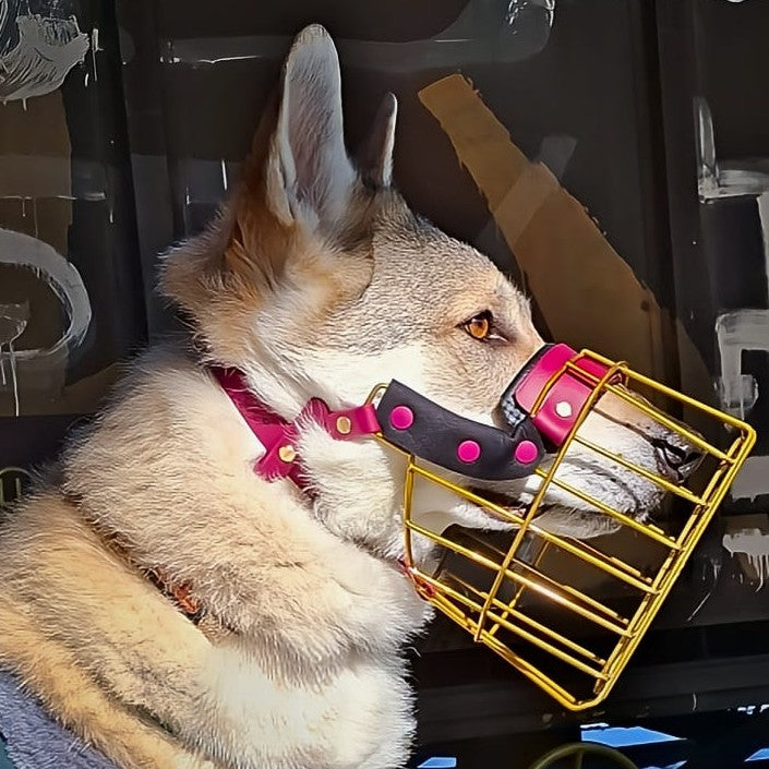 MF Schäferhund 3 *ausverkauft*