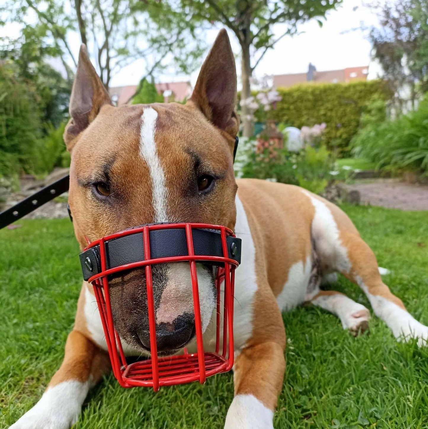 MF Bullterrier Größe M