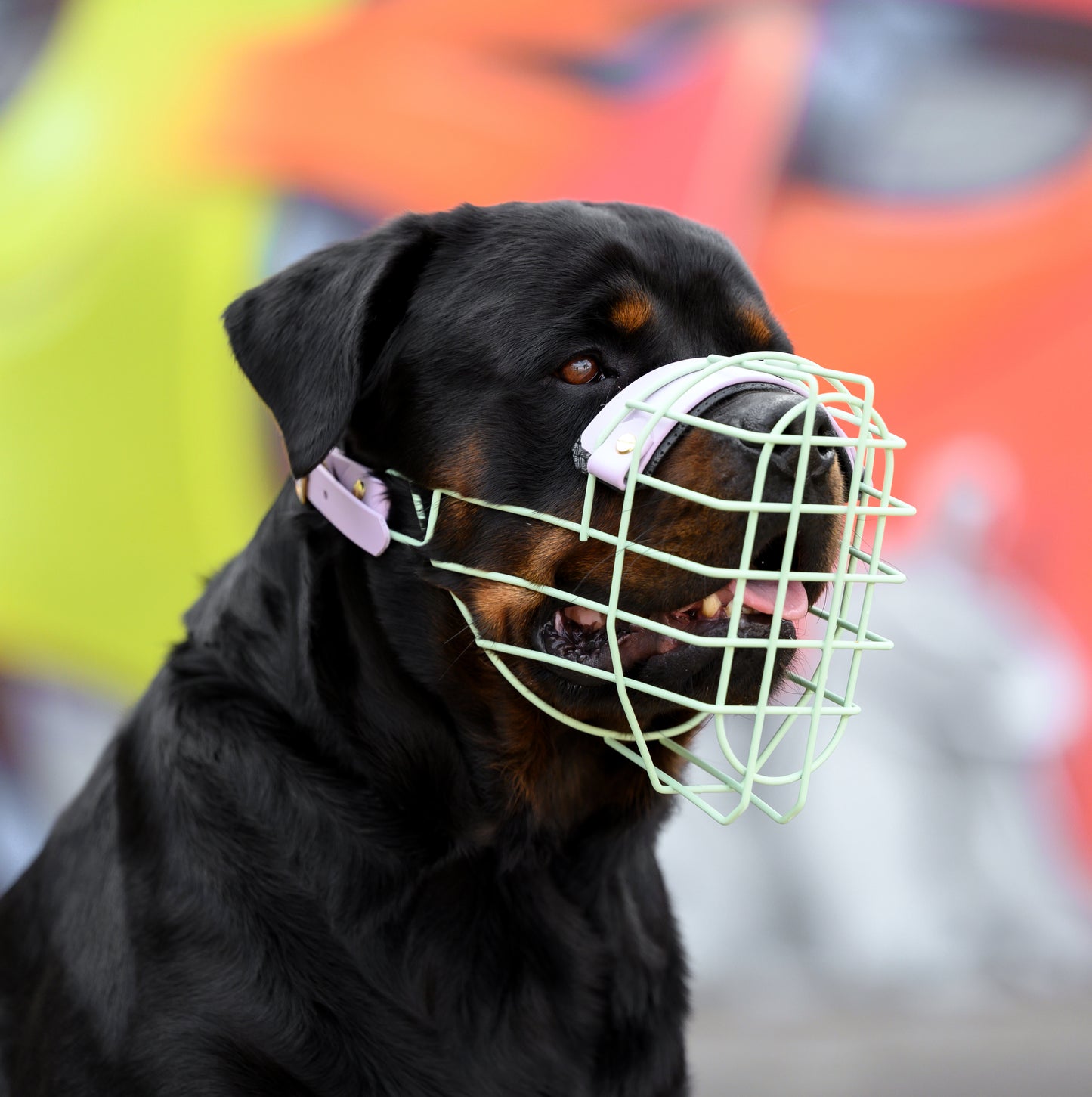MF Rotti 1 *Vorverkauf*