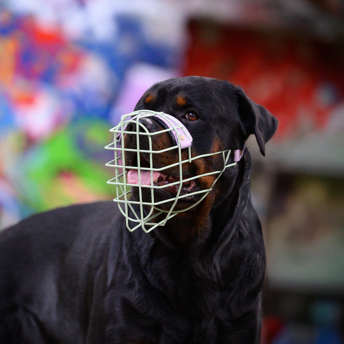 MF Rotti 1 *Vorverkauf*