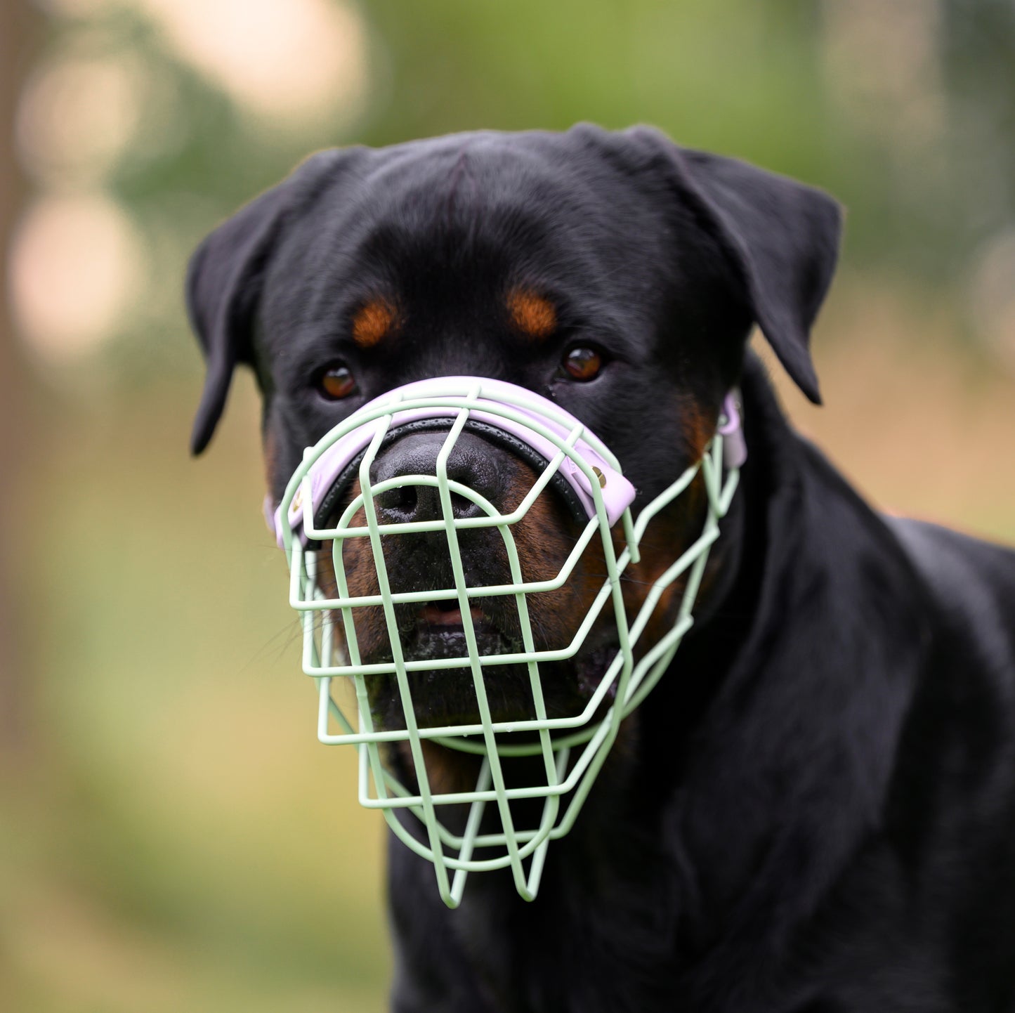 MF Rotti 1 *Vorverkauf*
