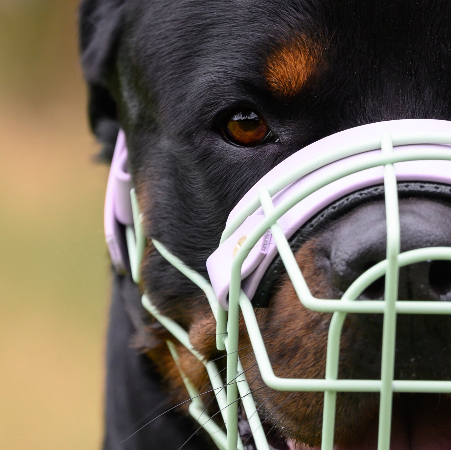 MF Rotti 1 *Vorverkauf*