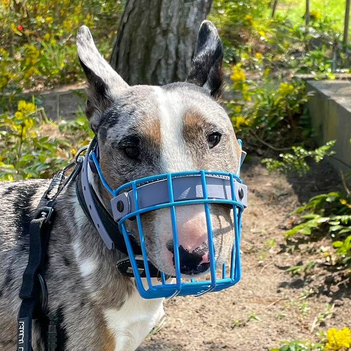 MF Bullterrier Größe M