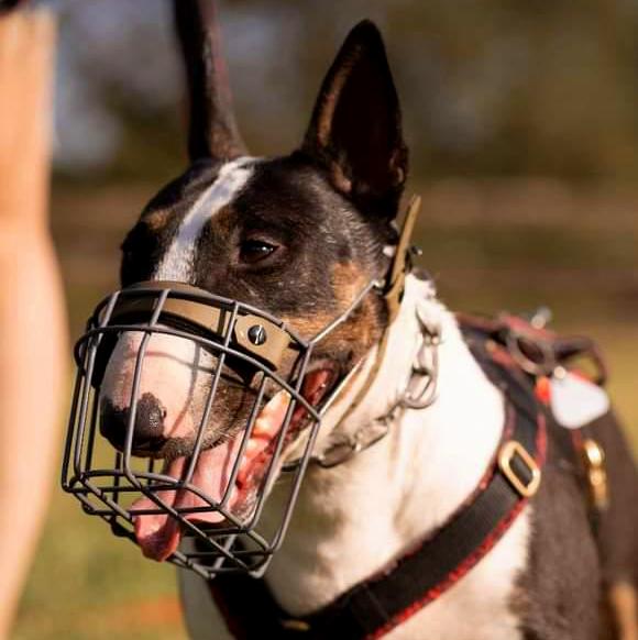 MF Bullterrier Größe M