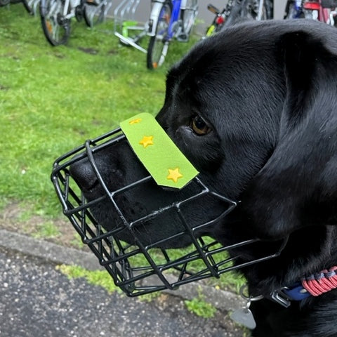 Konfettipolster für Safety First/JVM